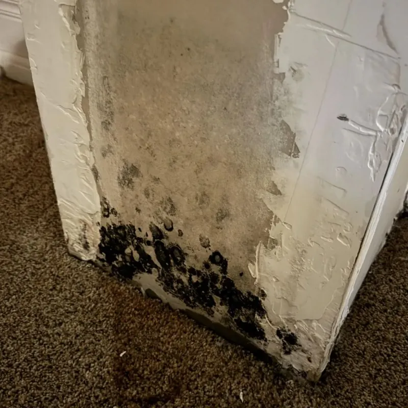 Professional Mold Removal in Mount Jackson, VA
